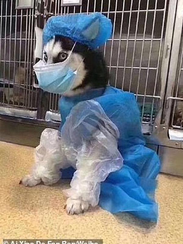 Hewan memakai pelindung untuk cegah virus corona (Sumber: Weibo)