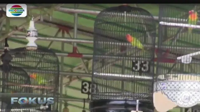 2 Ribu Orang Ramaikan Kontes Burung Berkicau di Bogor