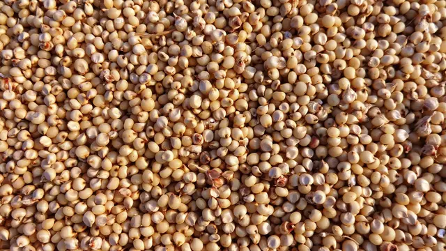 Upaya Populerkan Sorghum Sebagai Alternatif Sumber Karbohidrat Selain Nasi
