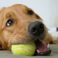 Manfaatkan bola tenis untuk tempat makan yang juga bisa jadi mainan bagi anjingmu.