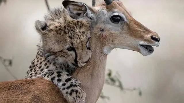 Potret Hewan di Alam Liar yang Tak Sengaja Diabadikan (sumber: instagram/@fantastic.wildlife)