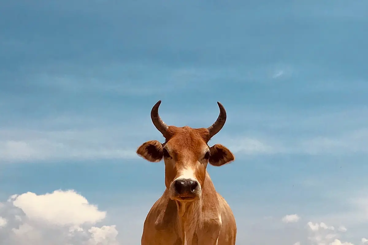 sapi
