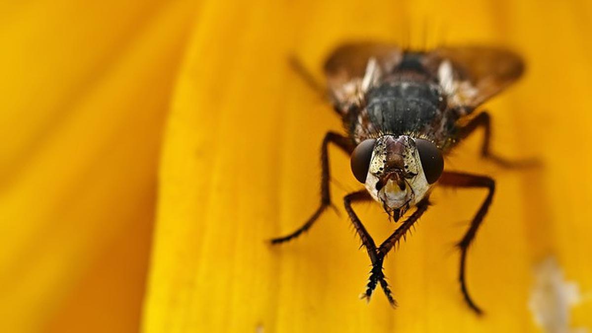 Ancaman Lalat Buah, Penyebabnya, Serta Cara Mengatasinya di Rumah