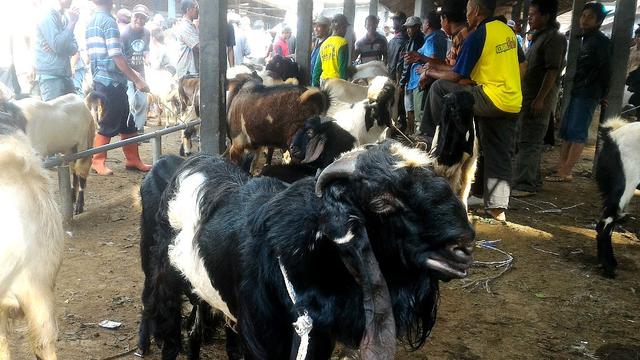 Polisi Pemalang Buru Hewan Misterius Pemangsa Puluhan Kambing