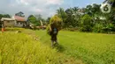 Petani  saat panen padi jenis Pandanwangi di Desa Sukamakmur, Bogor, Jawa Barat, Minggu (5/11/2023). (merdeka.com/Arie Basuki)