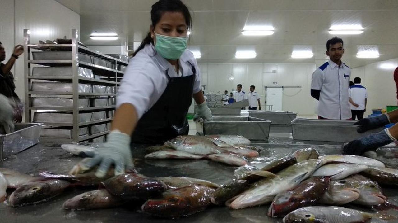 Pegawai Perum Perikanan Indonesia (Perindo) Unit Natuna, Kepulauan Riau, tengah mengolah ikan hasil tangkapan nelayan lokal.
