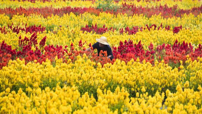 FOTO Mengunjungi Taman  Bunga  Celosia  Wisata Bernuansa 