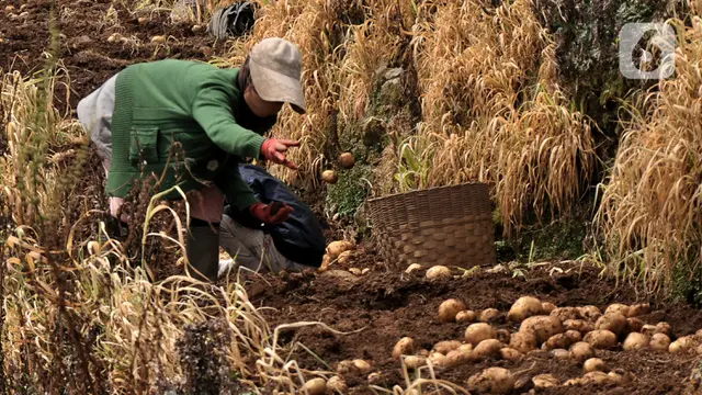 FOTO: Geliat Petani Kentang Dieng di Masa Pandemi