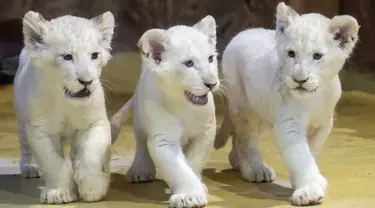 Tiga singa putih langka menjelajahi kandang mereka di kebun binatang di Magdeburg, Jerman, Rabu (15/1/2020). Tiga singa putih langka berjenis kelamin satu jantan dan dua betina tersebut lahir pada 11 November 2019. (AP Photo/Jens Meyer)