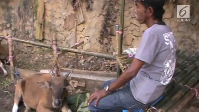 VIDEO: Tukang Parkir Nabung Rp 5000 Sehari agar Kurban Sapi