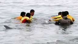Petugas penyelamat membantu paus sperma terluka yang terdampar di perairan San Bartolo, Peru, Selasa (20/8/2019). Dokter hewan ORCA merawat dan kemudian mengembalikannya ke laut dengan bantuan personel penyelamat dan peselancar. (AP Photo/Martin Mejia)