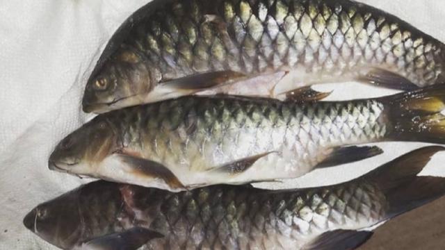 Menyantap Kelezatan Gulai Ikan Semah, Kuliner Khas Kerinci - Regional ...