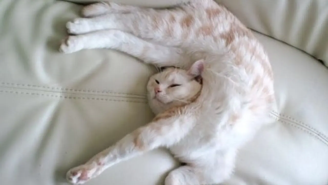 10 Tingkah Kucing Dengan Tubuh Lentur Bak Master Yoga