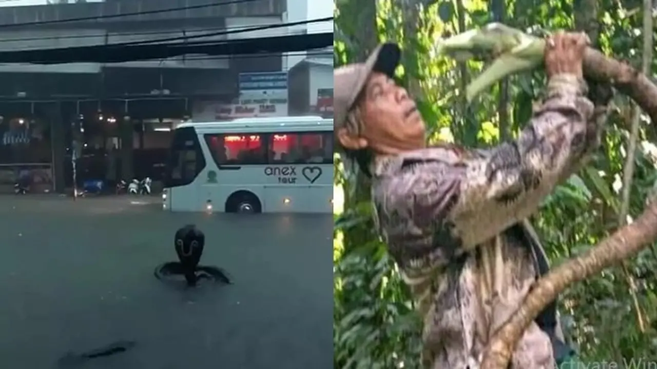 6 Momen Hampir Terkecoh Dikira Ular Ini Bikin Was-Was, Perlu Lihat Dua Kali