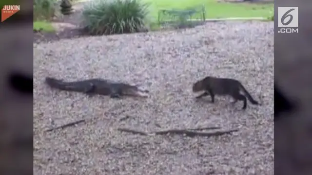 VIDEO: Kucing yang Ditakuti Buaya