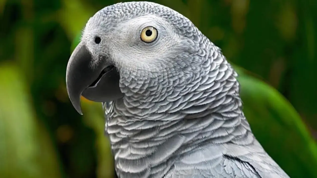 Burung Beo Abu-abu Afrika