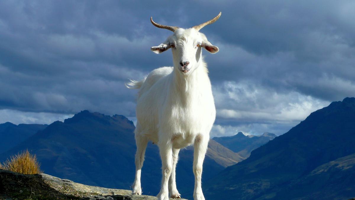 Makna Mimpi Melihat Kambing Putih: Simbol Kebaikan Dan Kesucian