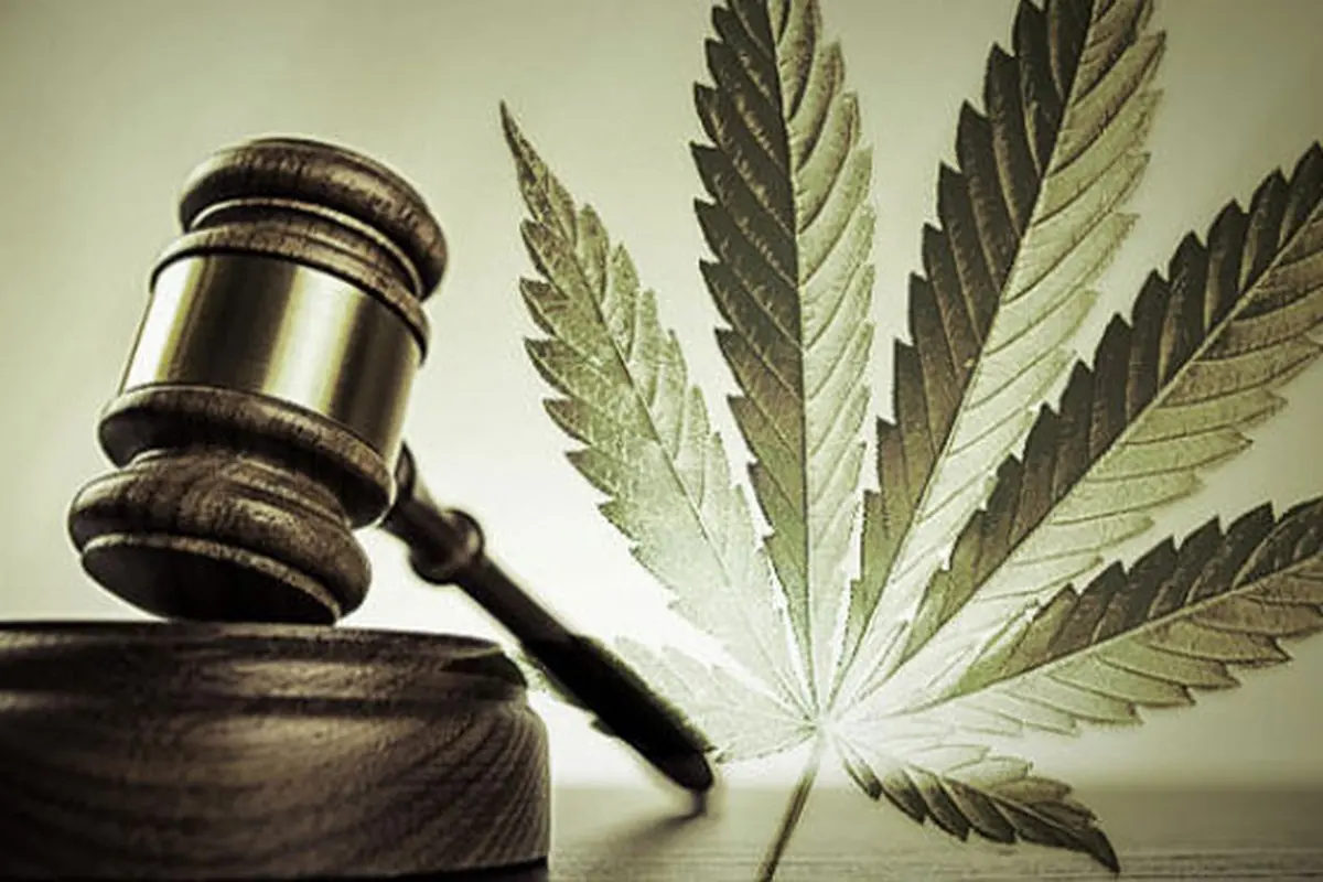 Pro Kontra Ganja 4 (Liputan6.com/M.Iqbal)