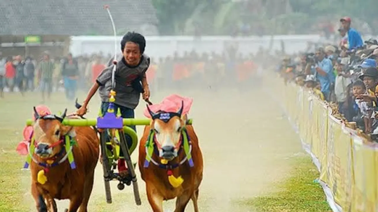 Lomba Kerapan Sapi  (Istimewa)