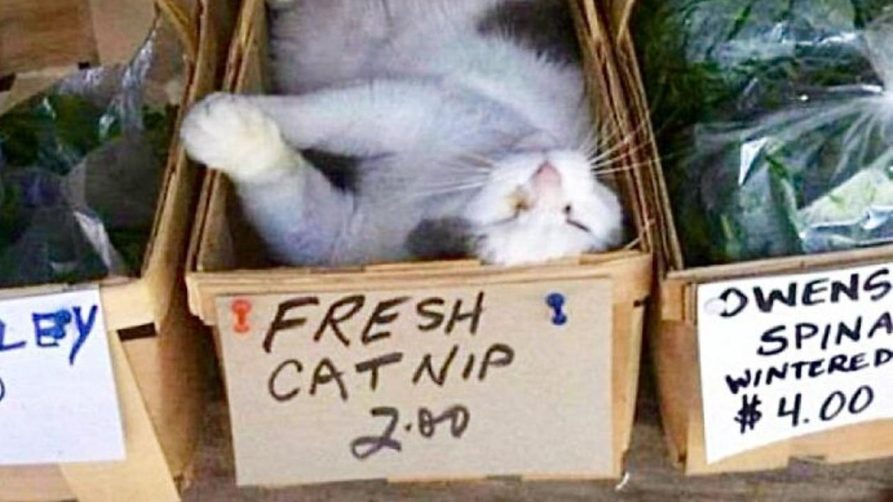 7 Potret Menggemaskan Kucing Toko Kelontong Ini Bakal Cerahkan Harimu