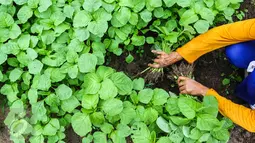 Petani sedang memanen sayur bayam di area konsesi tanaman kehidupan Desa Pinang Sebatang, Kabupaten  Siak, Kecamatan Tualang, Riau, Minggu (17/7). Bayam hasil petani setempat dijual dengan harga  Rp1500 per ikat. (Liputan6.com/Fery Pradolo)