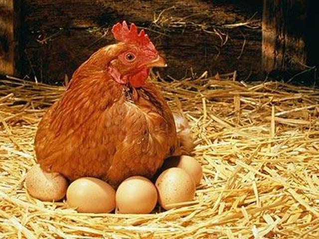 Lihat Ayam Bertelur Bikin Kamu Ingat Perjuangan Ibu Melahirkan