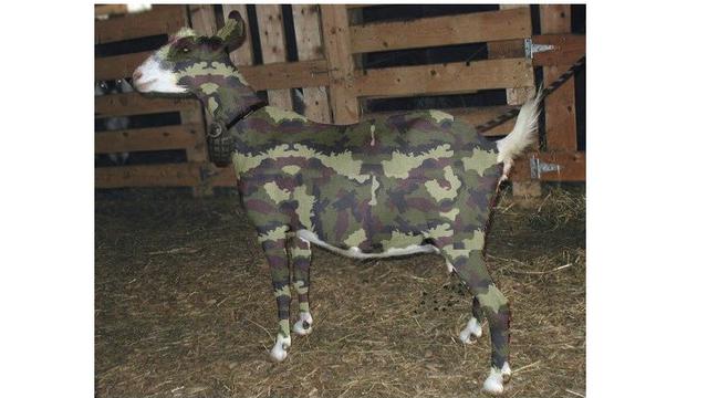 6 Potret Kambing Menyamar Jelang Dikurban Ini Bikin Ngakak