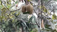 Durian Bawor di pekarangan warga Alasmalang, Banyumas. (Foto: Liputan6.com/Muhamad Ridlo)