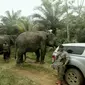 Gajah jantan liar yang sedang berahi mudah emosi. Seorang petani karet di Bengkalis menjadi korbannya. (Liputan6.com/M Syukur)