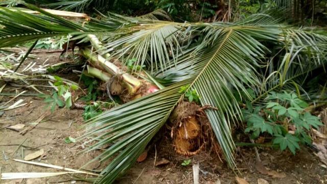 Pohon kelapa yang dicabut gajah di kebun warga untuk dimakan pucuknya