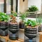 6 Inspirasi Kebun Sayur Mini dari Galon Bekas untuk Teras Rumah, Hemat Tempat dan Mudah Dibuat