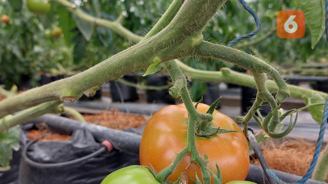 Hari Gizi Nasional 2025, Ninja Cold dan Amazing Farm Promosikan Pola Hidup Sehat di Indonesia