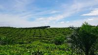 Perkebunan sawit di Riau yang menjadi sumber pencaharian sebagian besar masyarakat. (Liputan6.com/M Syukur)