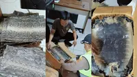 Penyelundupan Ratusan Lembar Kulit Ular dan Biawak Digagalkan di Pelabuhan Bakauheni