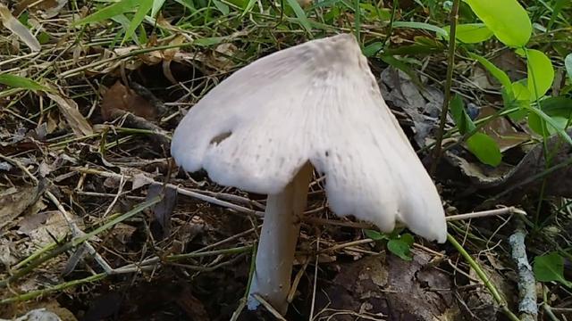 Jamur Tahun di Muaro Jambi