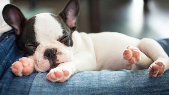 Cari Tahu Mimpi Anjing Saat Tertidur Global Liputan6 Com