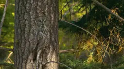 Anda lihat burung hantu? Burung Hantu Abu-Abu (Great Gray Owl) atau (Strix nebulosa) yang juga dikenal sebagai “Hantu dari Utara,” Spesies ini mendiami hutan konifer di Amerika Utara, Finlandia, Estonia dan Asia utara. (boredpanda.com)
