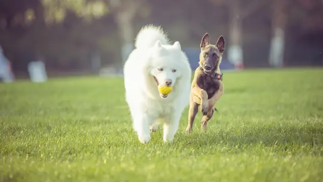 Dog Playing