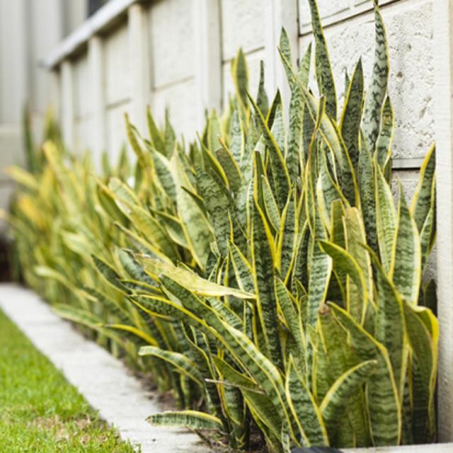 Keren Gambar Tanaman Rumput Lidah Ular  Bunga Hias