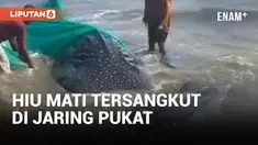 Geger! Hiu 2 Ton Nyangkut di Jaring Pukat Nelayan