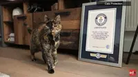 Flossie ditasbihkan sebagai kucing tertua di dunia menurut Guinness World Records. (dok. Screenshoot Youtube On Demand News)