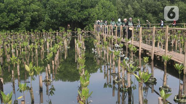Melihat Kawasan Konservasi Alam Mangrove di Angke