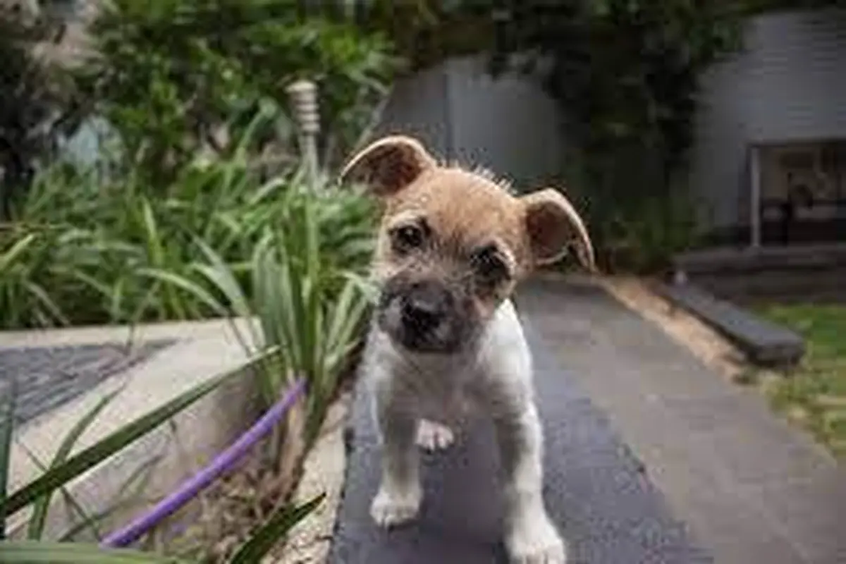 Anjing memiringkan kepalanya (Pixabay)