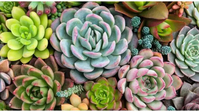 Wedding/ Copyright : freepik.com/ evening_tao