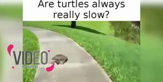 Video ini membuktikan bahwa tak setiap kura berjalan dengan lambat.