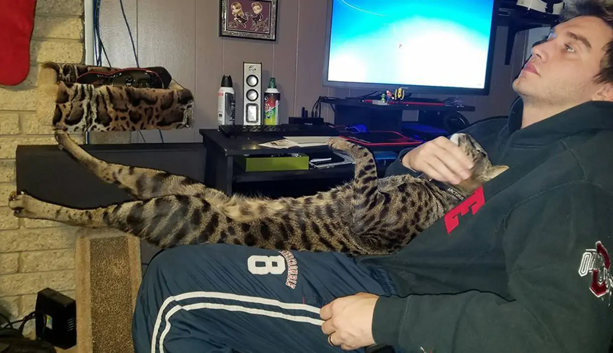 Will Powers dan kucingnya, Arcturus Aldebaran Powers ketika sedang bersantai. Walaupun tubuhnya jauh lebih besar dibanding kucing lain pada umumnya, Arcturus tidak punya banyak perbedaan dengan mereka. (facebook.com/ArcturusAldebaranPowers)
