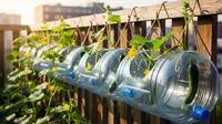 6 Ide Kebun Timun Gantung dari Galon Air Mineral Bekas, Solusi Berkebun Hemat
