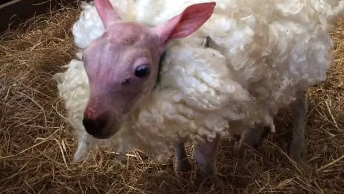 Aneh Tapi Lucu, Bayi Domba Ini Nggak Punya Bulu