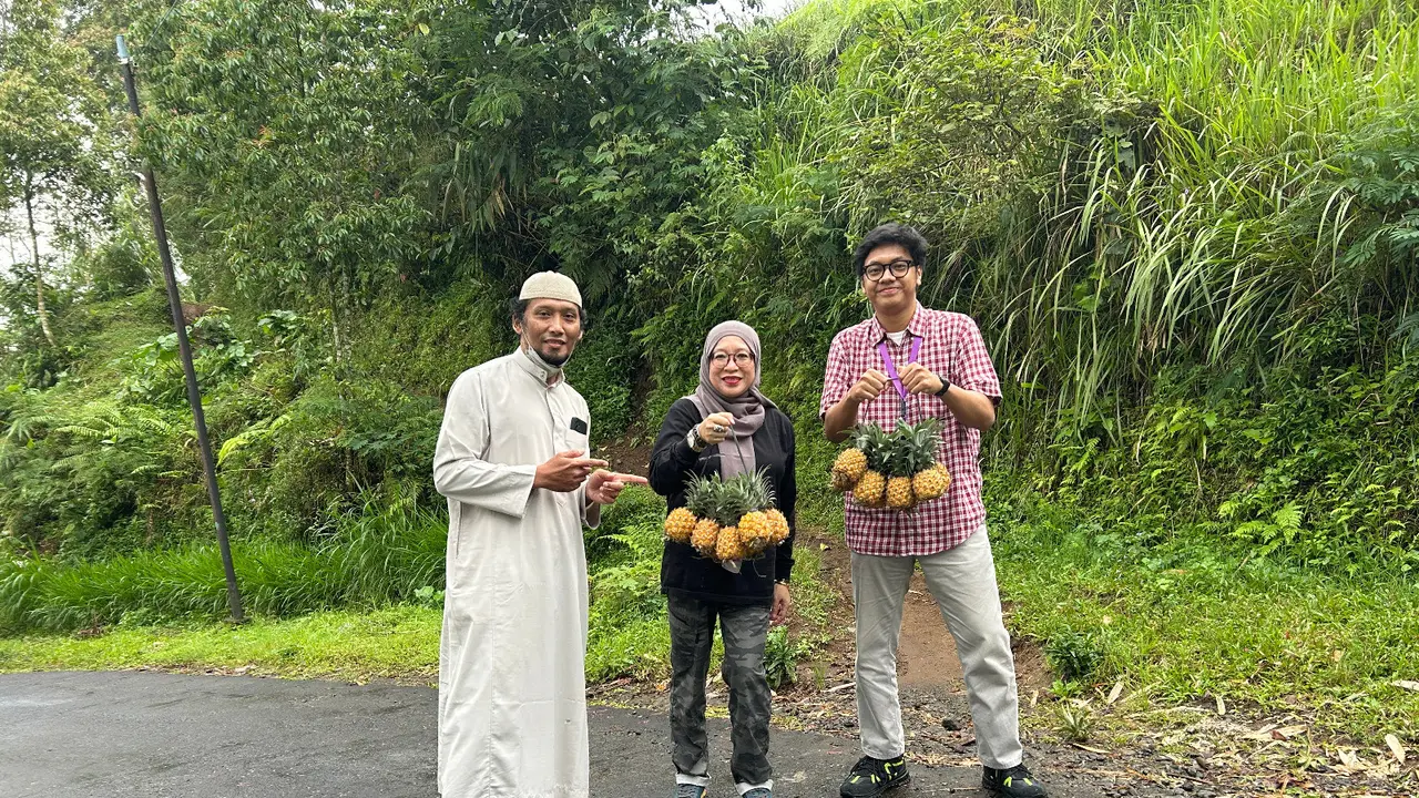 Manisnya Nanas Purbalingga: NanasQu Binaan Pertamina Gandeng 900 Petani Lokal Tembus Pasar Ekspor