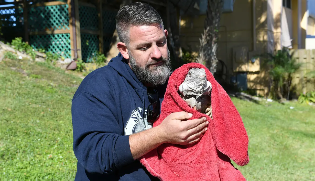 Seorang petugas membungkus iguana yang kaku kedinginan dengan selimut di Taman Nasional Everglades, Florida selatan, 6 Januari 2018. Sejumlah hewan ikut merasakan temperatur dingin ekstrem yang tengah melanda pesisir timur Amerika Serikat. (AP Photo)